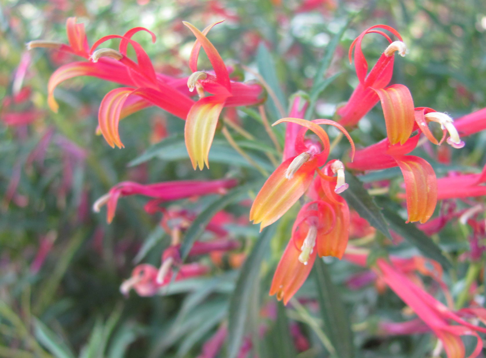 Red lobelia